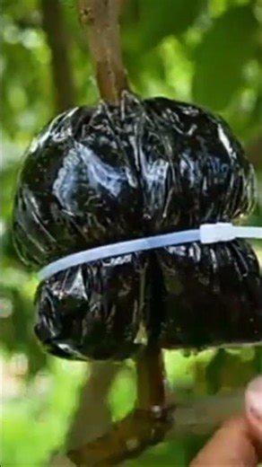 लीची का पौधा कैसे लगाएं ? how to grow lychee plant| grow lichee plant #lychee #shorts