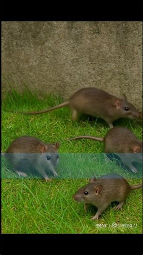 CAT GAMES- Catching Mice! Entertainment video for cats to watch