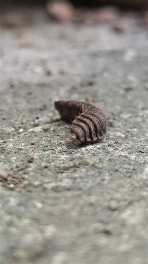 Black soldier fly larva in the prepupal stage moving its head #blacksoldierfly #animals #shorts