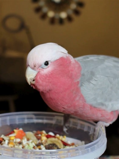 Pyrrich sneaks a feed from the opened tub ... he love his grub! #pyrrichthepsychicparrot #pinkchicken #galah #snackbox #cockatoo