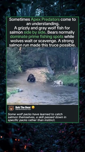 Two Apex Predators Sharing the Same River