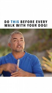 New Year Dog Tips #1: What You Should Do Every Time You Walk Your Dog. | Cesar Millan