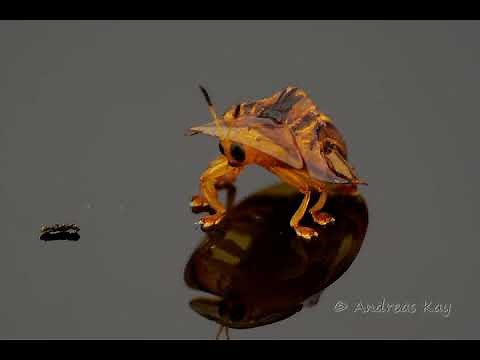 Tortoise Beetle from the Amazon rainforest of Ecuador