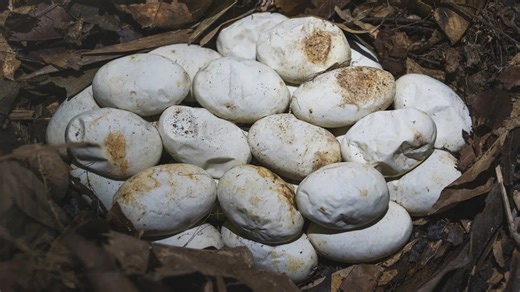 What To Do If You Find Snake Eggs In Your Yard