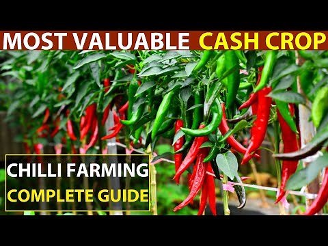 Chilli Farming/Chilli Cultivation | Chilli Planting Method - Most Valuable Cash Crop (Hot Pepper)