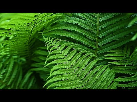 Gartenfarn Pflege – Farn Pflanzen im Garten richtig pflegen / Farne Gießen Standort Düngen uvm.