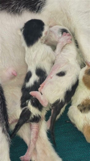 Cutest Newborn Kittens Ever! 😻 Ultimate Heart Melt