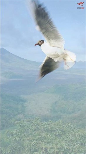 Mount Batur Sunrise Tour | Kintamani Bali | Lake Batur | Bali Tour | Sunrise|Wonder Vision holidays