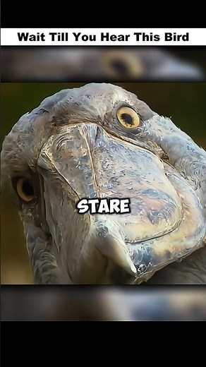 The Bird With a Machine Gun Sound