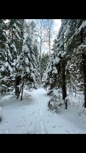 Winter forest. Tall pines, snow, sky.