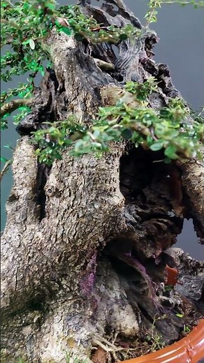 Olive Bonsai technique