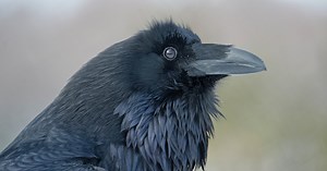 Listen: 6 animals caught "speaking" like humans