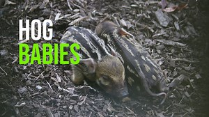 The red river hog family at Marwell Wildlife Marwell Wildlife has expanded its ranks with the arrival of three adorable piglets born on Tuesday, 18 July. The proud parents, Lisala and Kermit, are no strangers to parenthood, having previously welcomed twins in August of the previous year. These new arrivals, identified as triplets, boast more vibrant markings compared to their parents and can be observed within the red river hog habitat alongside their mother, father, and older brother Matonda. C