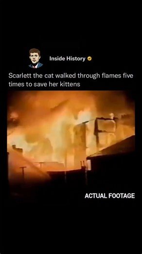 22K views · 666 reactions | Scarlett was once a feral cat living in...