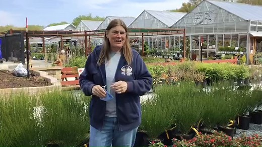 Spring has arrived at Willey Farms! We've had so many deliveries this week we are STOCKED! And sooooo colorful! Donna has details AND a surprise. Check out the latest! The Garden Center (Greenhouse, Old Barn, Mercantile) is open Monday thru Saturday from 9am to 6pm and Sunday from 10 to 6pm. WIlley's On A Roll Food Truck is open 11 to 6pm daily. Willey's Market is open Monday thru Saturday 9 to 7pm and Sundays from10 til 6 on Sunday. | Willey Farms