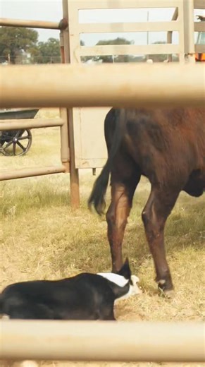 8.6K views · 147 reactions | Check out our training book! A step by step guide on how we train our stock dogs with lots of illustrations of the exercises  Link below: https://www.mourastockdogs.com/product-page/train-a-working-dog-that-can-trial-not-a-trial-dog-that-can-t-work-level-1-2 | Moura Stock Dogs | Facebook