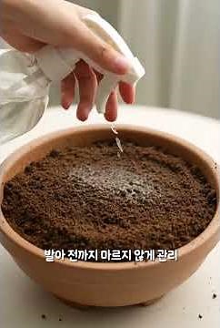 Growing Perilla Leaves in a Pot at Home | From Planting Seeds to Watering and Harvesting #Growing...