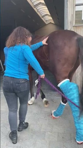 La période de revalidation d’un cheval est très importante 💙