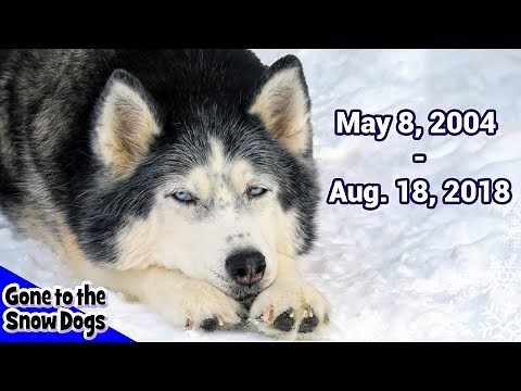 Run Free Oakley the Husky RIP We Will Miss You