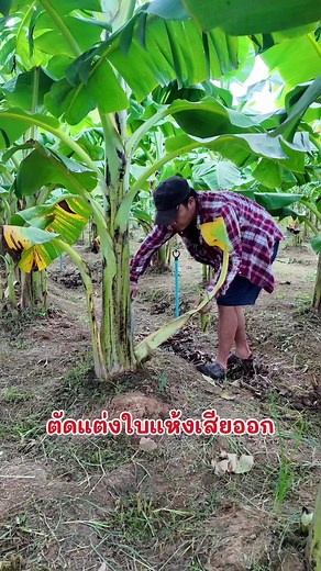 วิธีปลูกและตัดแต่งต้นกล้วยหอมทองชาวเกษตรกร
