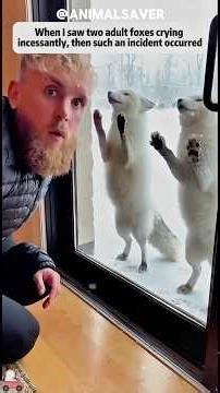 When i Saw 2 Adult Foxes crying #animals #wildliferescue #animalrescue #rescueefforts #fox #wildlife