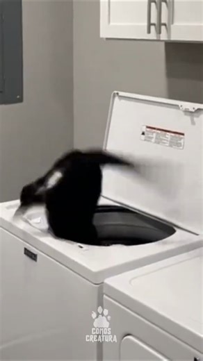 Cat’s Washer Jump Goes Hilariously Wrong! #shorts #funnycats #animalfails