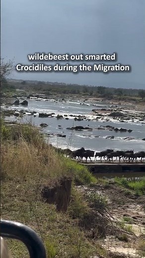 Wildebeest out smarted crocodiles - 13-Day Tanzania And Kenya Great Migration Safari Guide