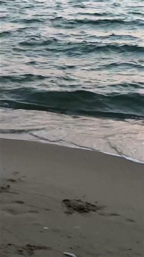 Evening view with running crabs