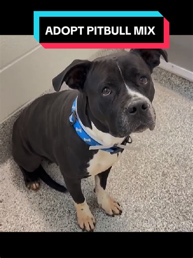 Help Find a Home for This Pitbull Mix in Houston