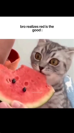 Petos on Instagram: "The United States has started an innovative project that turns something ordinary — walking your dog — into a source of renewable power. In 2025, the city of Austin, Texas became the first in the country to install PawPrint Power Paths, special walkways that generate electricity from footsteps and paw pressure. The idea is simple but brilliant. Each tile under the pavement is made with piezoelectric material, which means it can convert movement into energy. When a person or 