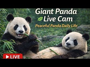 🐼🌿 Giant Panda Live Cam | Peaceful Panda Daily Life