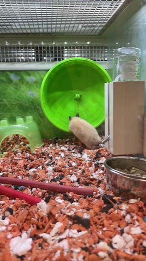 Come see our new Bird and Small animal enclosures, at the Petsmart in Waterford lakes! #petsmart #petsmartlife #new #habitat #cute