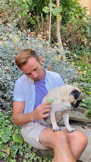 Our dog Egg the pug sometimes helps out making pottery. Pug pearls come out covered in amazing rainbows too! Partly because it burns so fast. Here’s a video of us making a memento together, next time you brush your dog save some and come play clay 💖 # # #potterythrowdown #instapottery #ceramics #pottersofinstagram #pottery #dog #dogsofinsta #doggo #dogportrait | Adam Johnson