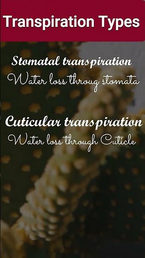 Transpiration types #transpiration #biology #shorts