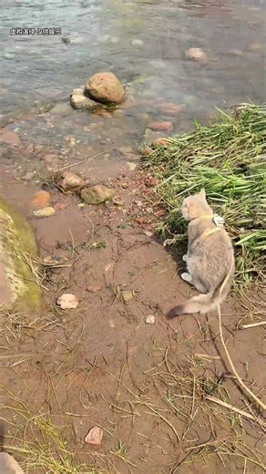 河里的金子是哪来的？