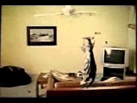 Cat Takes A Spin On The Ceiling Fan