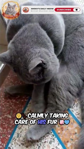 The British Shorthair Blue Cat sitting and grooming himself calmly 🐱💙 Smoky's quiet routine #cutecat