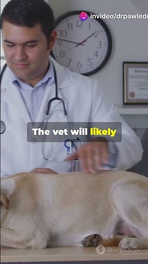 UTI in Dogs Symptoms & Care #shorts