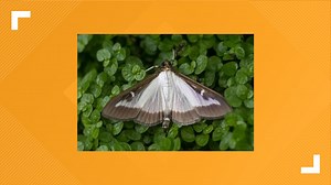 NYS Department of Agriculture confirms detection of box tree moths in parts of Western New York