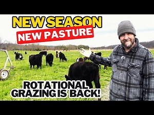 Transitioning Cattle: A Guide to Spring Pastures and Rotational Grazing