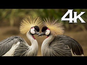 4K Ultra HD Video of Wild Animals 4K Wild Animals 4K Wildlife 4k video ultra hd wildlife animals