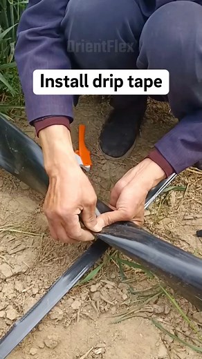 1.5M views · 6.6K reactions | facebook reels: How to install drip tape？#driptape Agricultural irrigation, water-saving irrigation, irrigation systems, irrigation equipment, agricultural tools, agricultural equipment https://wa.me/8618131105602 sales20@orientrubber.com | Orientflex Rubber And PVC Hose | Facebook