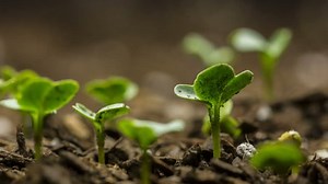 Time Lapse Vegetable Seeds Growing Sprouting Stock Footage Video (100% Royalty-free) 27522457 | Shutterstock