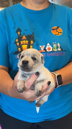 Blitz is  for his perfect  #austrailiancattledogi #cutepuppy #dog #showdog #miniheeler #minicattledog #puppies #GeneticTesting #Kansas #sunflowerstate | Sunflower Mini Heelers | Facebook