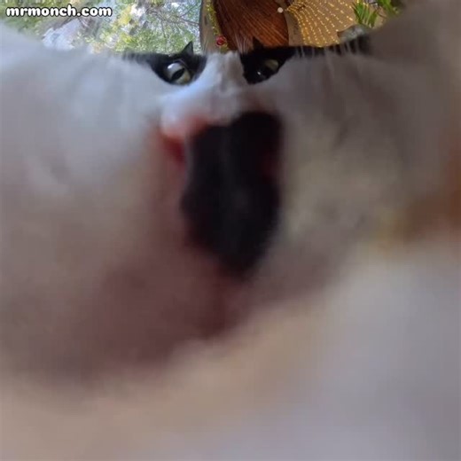 mr. m0nch on Instagram: "the glörp must be schlörped"