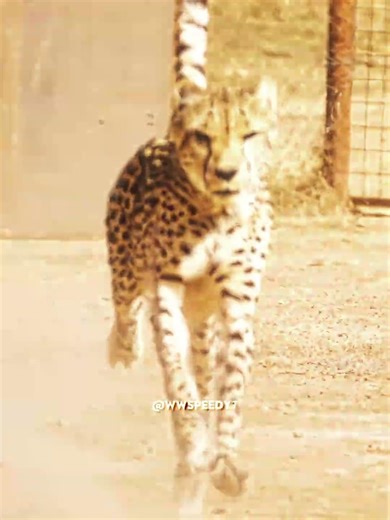 IShowSpeed Just Raced a Cheetah☠️#ishowspeed #edit #race