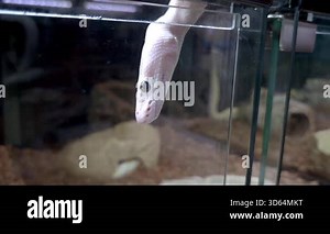 Close-up of an Ivory ball python showing its beautiful black eyes.
