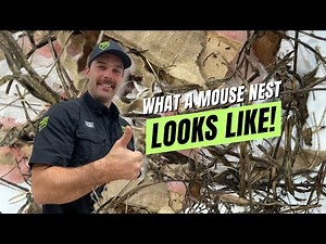 What Mouse Nest Looks Like!