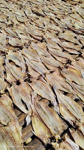 Dried Fish Display: Techniques and Quality Insights