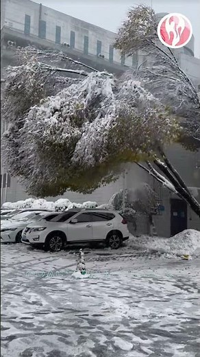 Trees | Trees cannot withstand the pressure of heavy snow.
